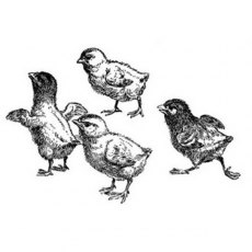 Peddlers Den Stamp â€“ Quartet of Chicks T4-091C