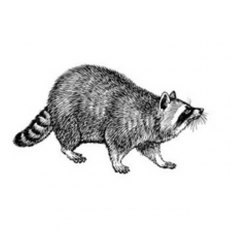 Peddlers Den Stamp â€“ Raccoon T5-112B