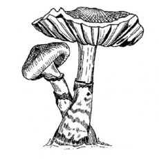 Peddlers Den Stamp â€“ Mushroom Scaly Web Cap M1-023C