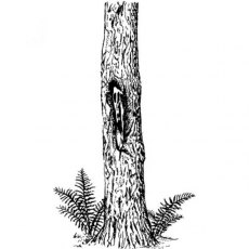Peddlers Den Stamp â€“ Tree Spirit with Ferns T5-117F