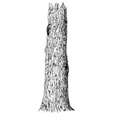 Peddlers Den Stamp â€“ Tree Trunk Wide T5-119E