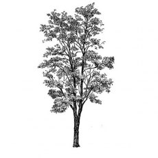 Peddlers Den Stamp â€“ Leafy Tree 2 T8-180D