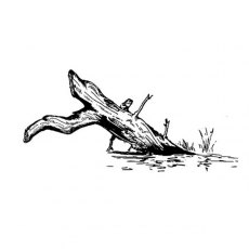 Peddlers Den Stamp â€“ Driftwood M10-234C