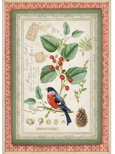 Stamperia Stamperia A4 Rice Paper Winter Botanic Little Bird On Holly DFSA4326 5 For £9.99