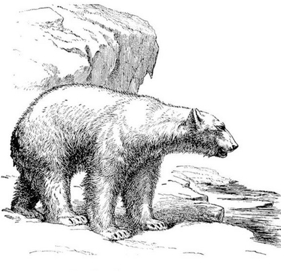 Peddlers Den Peddlers Den Stamp â€“ Polar Bear on Glacier T3-066G