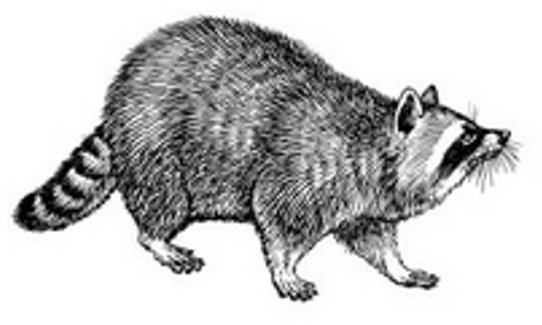 Peddlers Den Peddlers Den Stamp â€“ Raccoon T5-112B