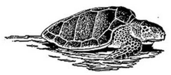 Peddlers Den Peddlers Den Stamp â€“ Sea Turtle T9-218B