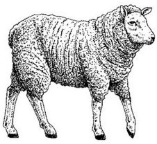 Peddlers Den Peddlers Den Stamp â€“ Wandering Sheep P17-371C