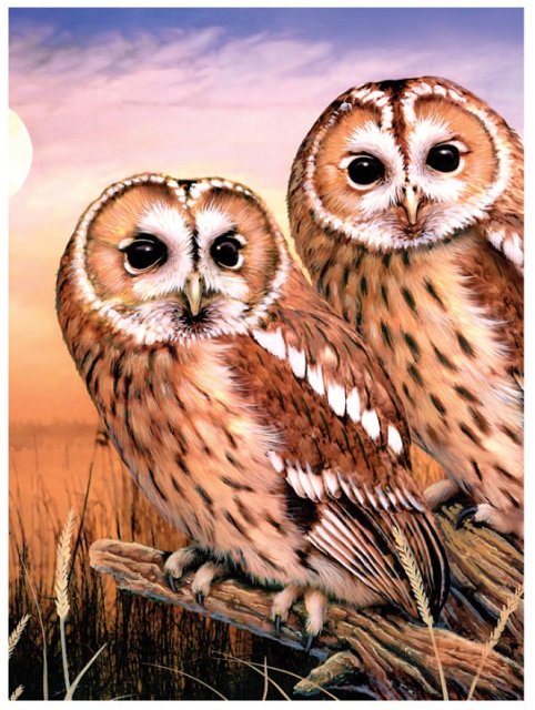 Royal & Langnickel Royal & Langnickel Painting By Numbers Tawny Owls A4 Art Kit