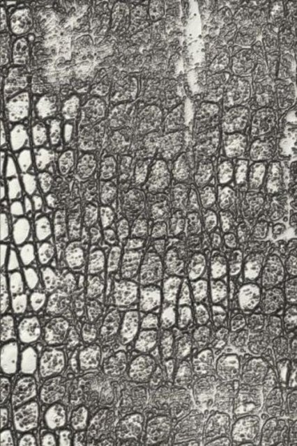 Sizzix Sizzix 3-D Texture Fades Embossing Folder - Reptile by Tim Holtz 666296