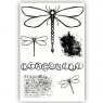 Julie Hickey Julie Hickey Hazel's Dragonfly A6 Stamp by Hazel Eaton DS-HE-1032